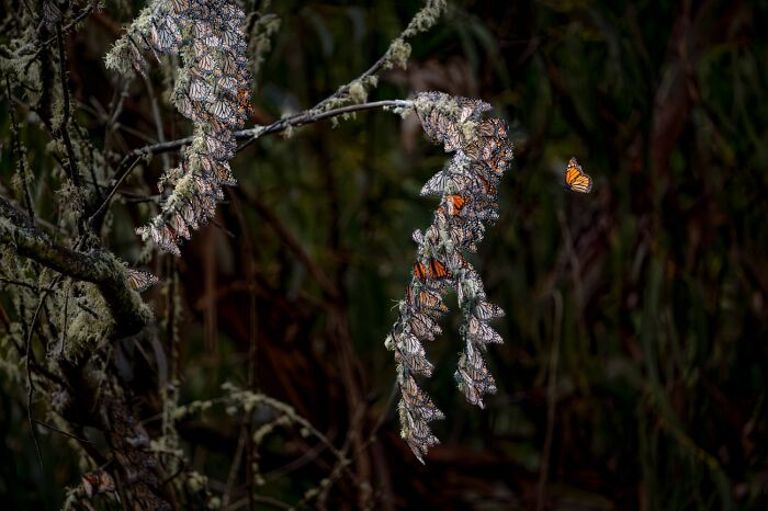 Monarch butterflies clustering on tree branches in nature wildlife photo