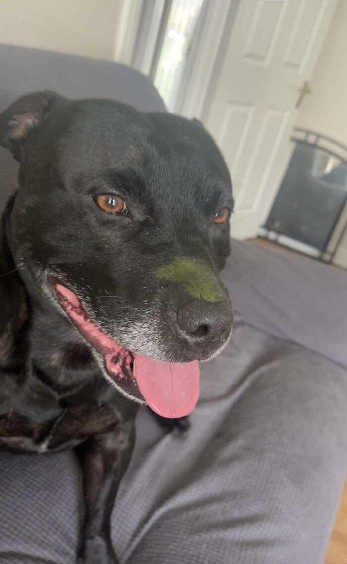 Black dog with green moss on nose relaxing on couch