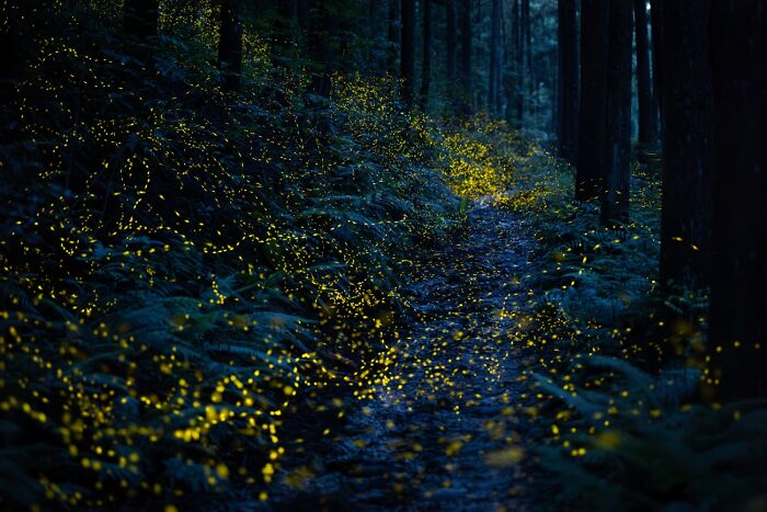 Fireflies lighting up a dark forest path in night nature scene