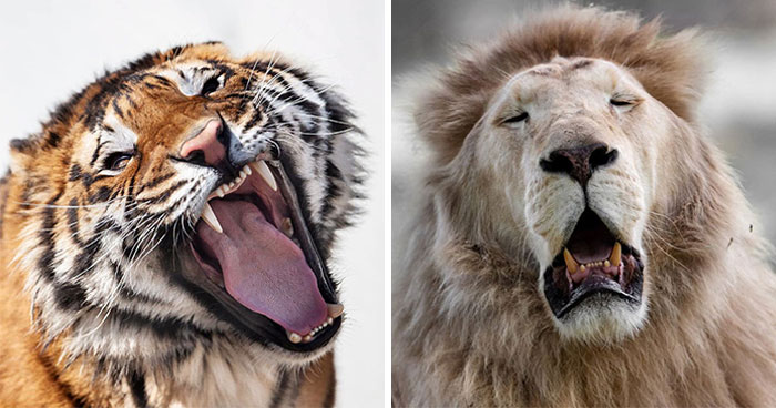 13 Hilarious Wildlife Photos By Goran Anastasovski That Capture Big Cats Mid-Yawn