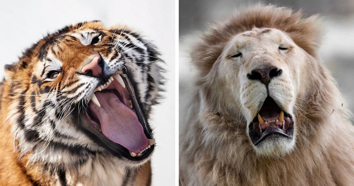 Wildlife Photographer Starts Yawning At Big Cats, Captures Their Reactions In 13 Photos