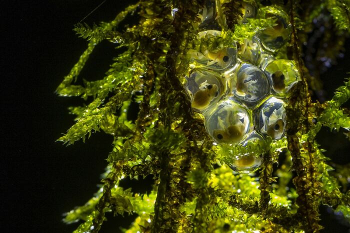 Close-up of frog eggs in moss with natural light in Siena International Photo Awards