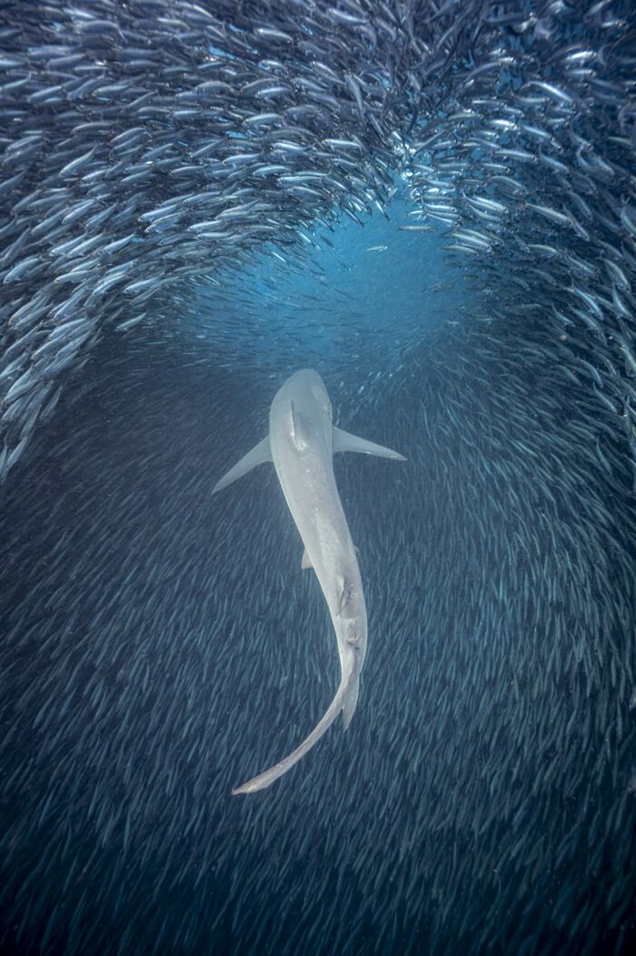 Shark swimming inside swirling school of fish underwater, best pics 2026