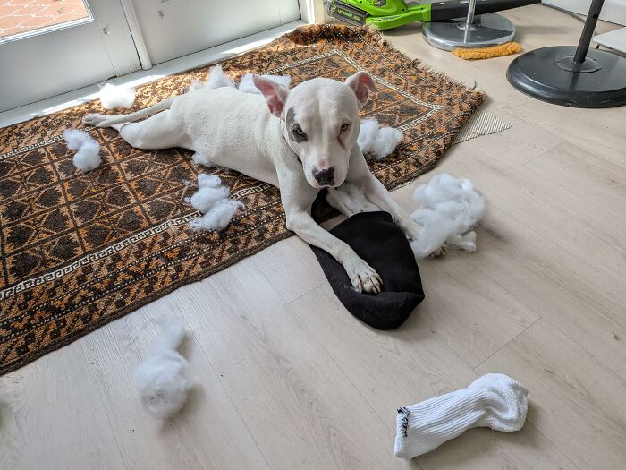 White dog on rug with stuffing from torn sock scattered around after seeking trouble