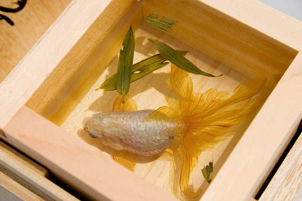 Breathtaking 3D Goldfish Paintings by R. Fukahori