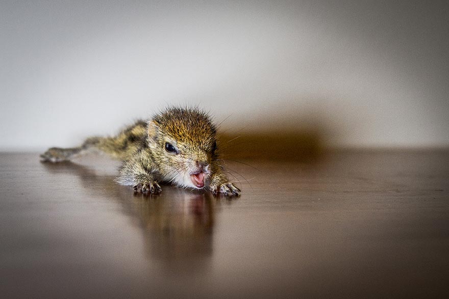 Abandoned Baby Squirrel Rescued By Filmmaker, Becomes Best Friend