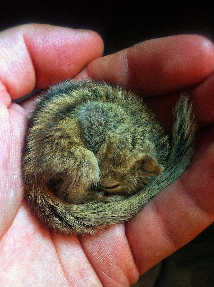 Abandoned Baby Squirrel Rescued By Filmmaker, Becomes Best Friend