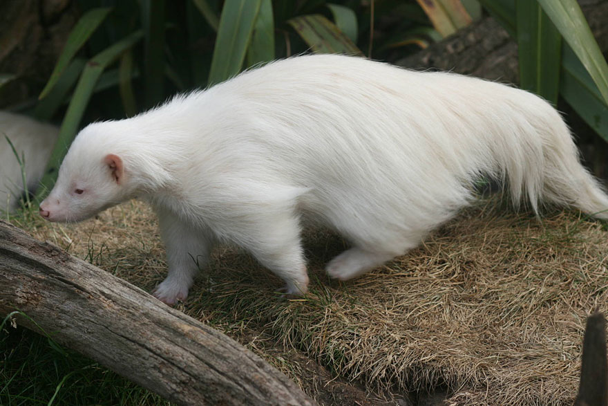 When Nature Runs Out Of Paint: 25 All-White Animals | Bored Panda