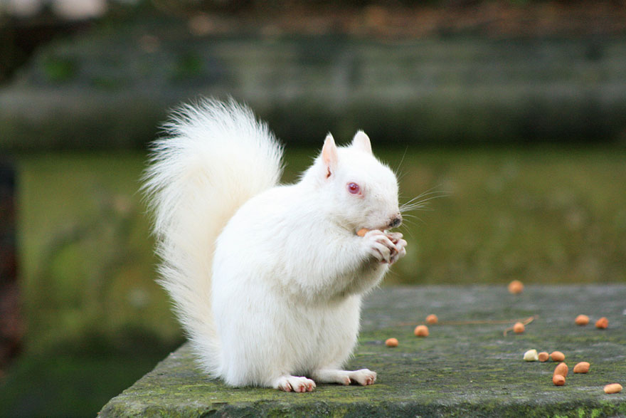 Albino Animals Rare Albino Animals From Around The World Daily Sabah Albino Animals Rare Albino Animals From Around The World Daily Sabah