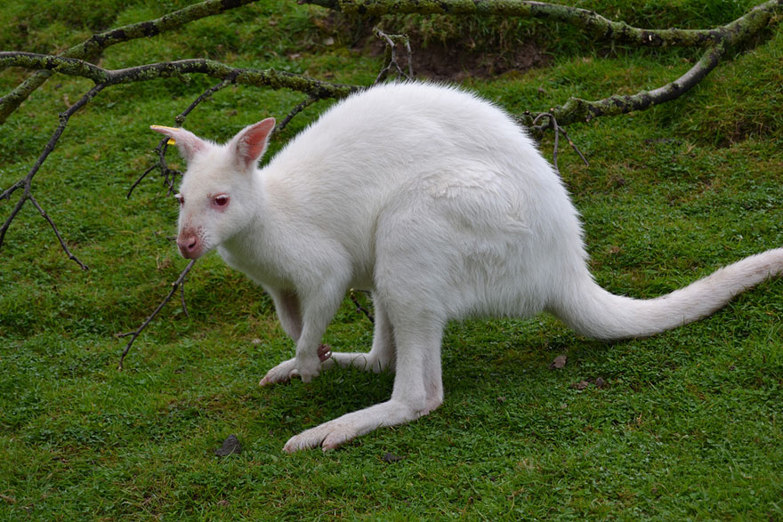 When Nature Runs Out Of Paint: 25 All-White Animals