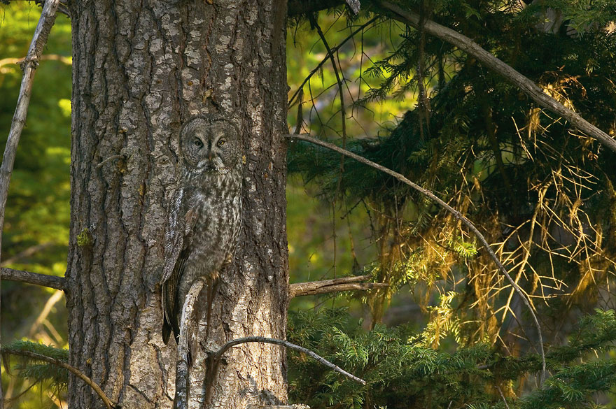Can You Spot the Hidden Animals in These Photos by Art Wolfe? | Bored Panda