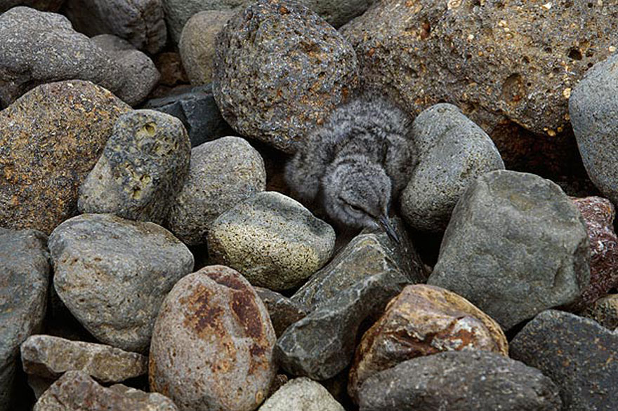 Can You Spot the Hidden Animals in These Photos by Art Wolfe? | Bored Panda