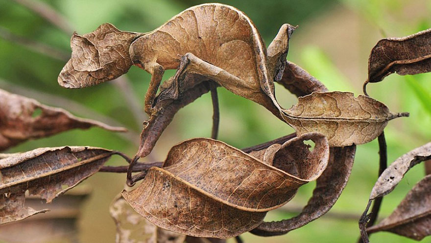 20 Amazing Examples of Animal Camouflage