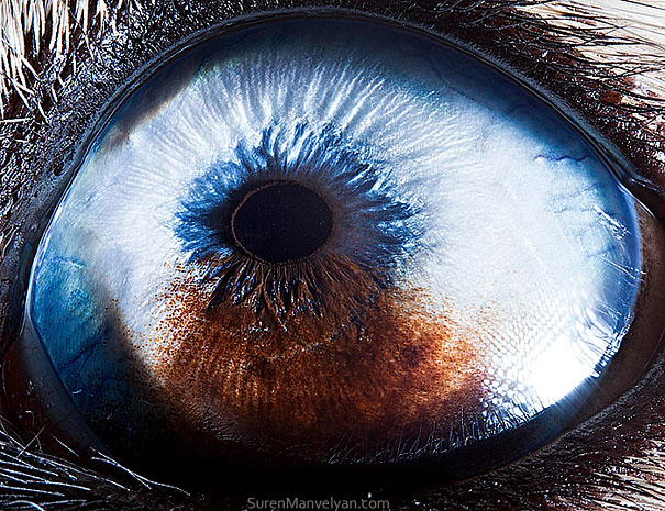 Extreme Close-Ups of Animal Eyes