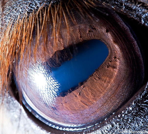 Extreme Close-Ups of Animal Eyes | Bored Panda

