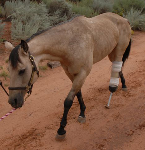8 Heartbreaking Stories of Animal Prosthetics