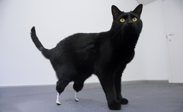 8 Heartbreaking Stories of Animal Prosthetics