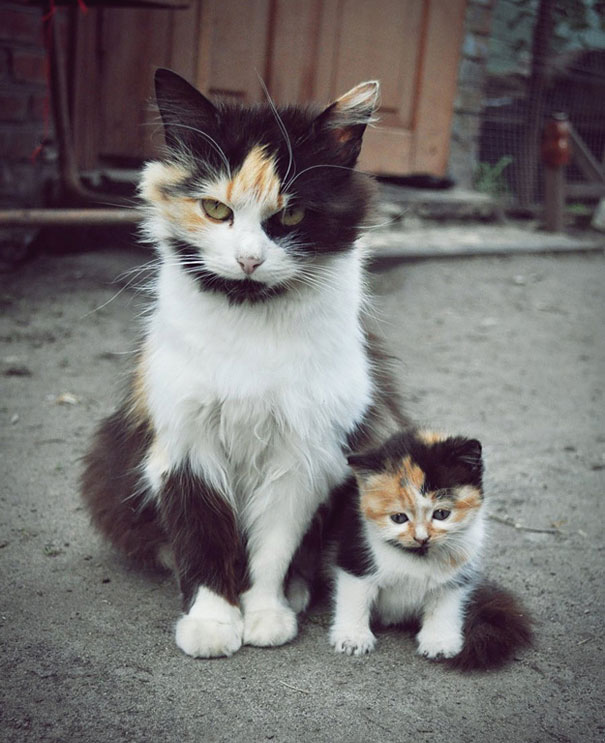 34 Animals With Their Adorable Mini-Me Counterparts