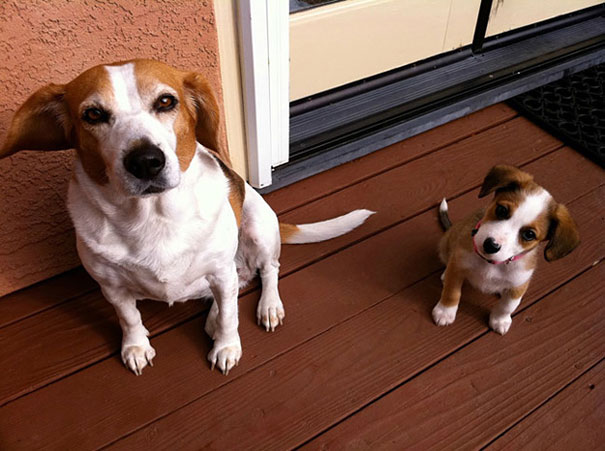 34 Animals With Their Adorable Mini-Me Counterparts
