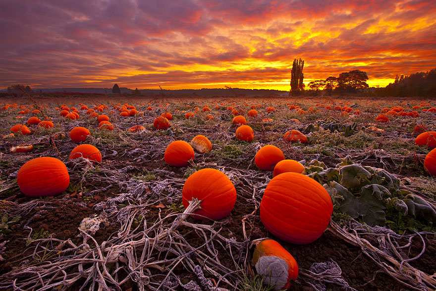 12 Stunning Pictures Celebrating The Beautiful Colors Of Fall