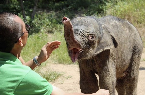 Baby Elephant Cries Uncontrollably After His Mother Rejects Him