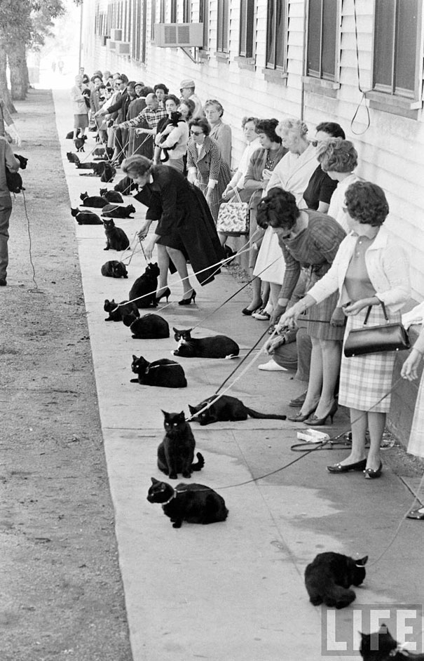 Black Cat Auditions in Hollywood (1961)