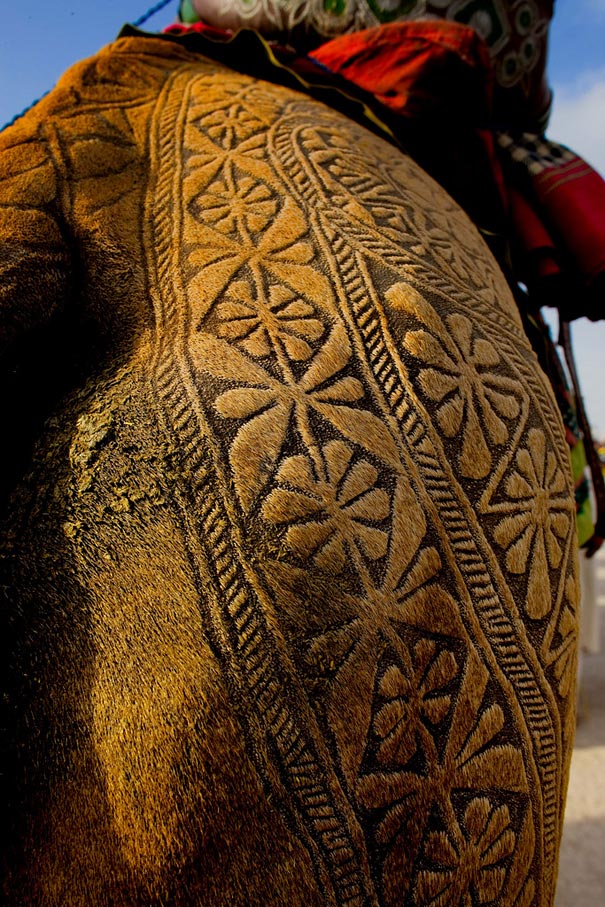 Amazing Camel Hair Art at Bikaner Camel Festival