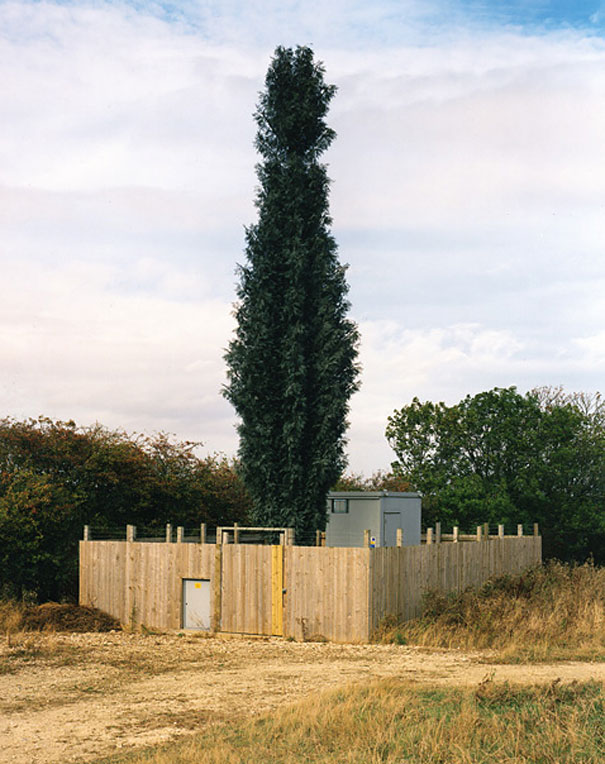 Cell Phone Towers Disguised as Trees