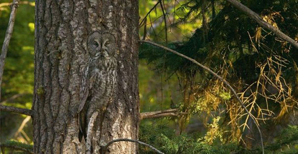 20 Amazing Examples of Owl Camouflage