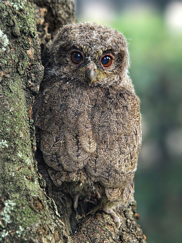 20 Amazing Examples of Owl Camouflage