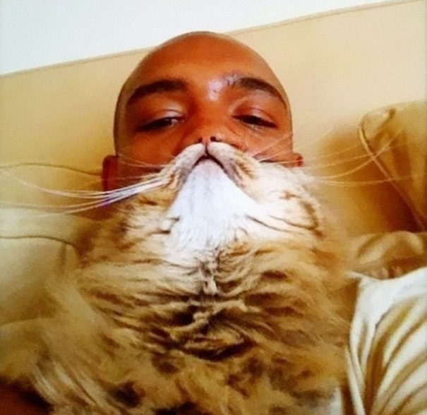 ‘Cat Beard’ Craze Takes Internet By Storm