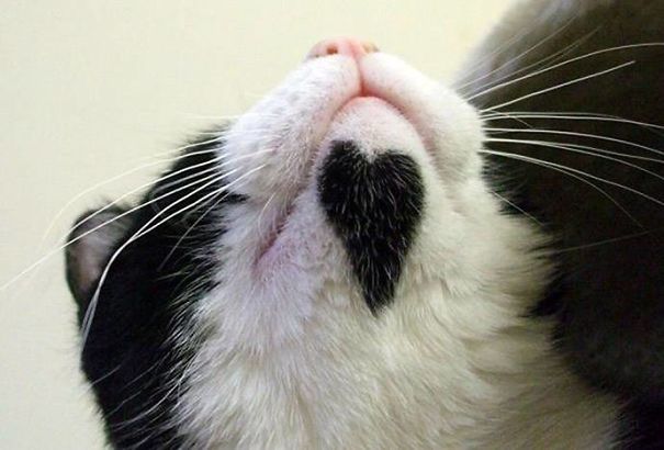 10 Cats That Got Famous For Their Awesome Fur Markings