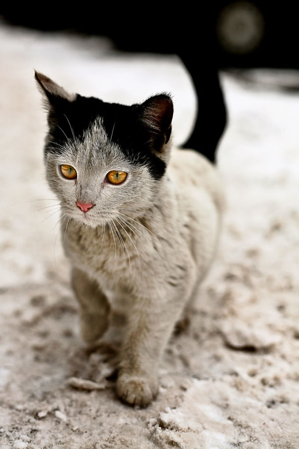 10 Cats That Got Famous For Their Awesome Fur Markings