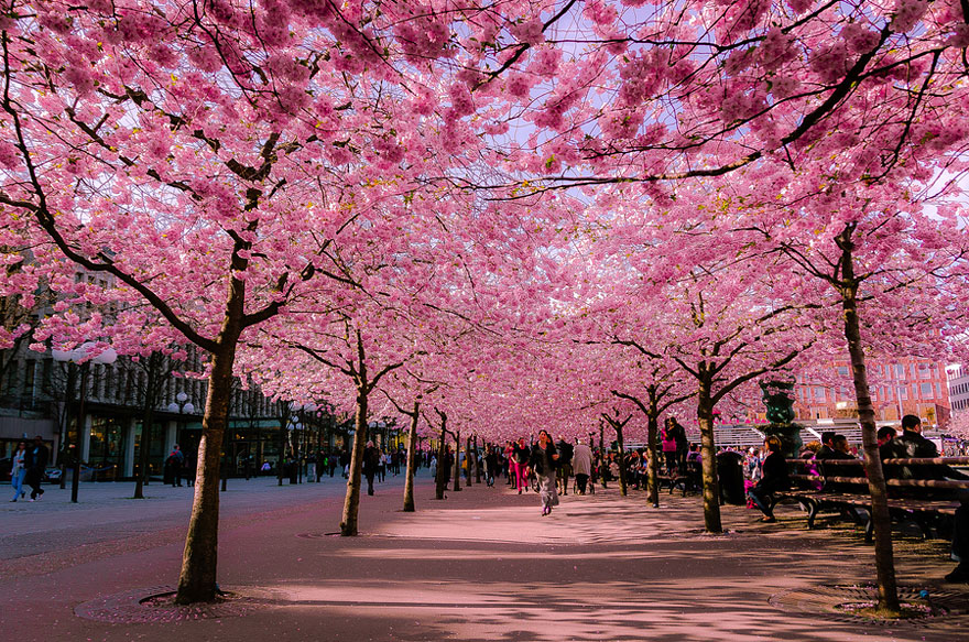 The Most Beautiful Cherry Blossoms Around the World