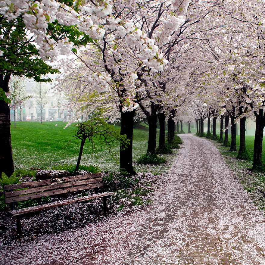 The Most Beautiful Cherry Blossoms Around the World