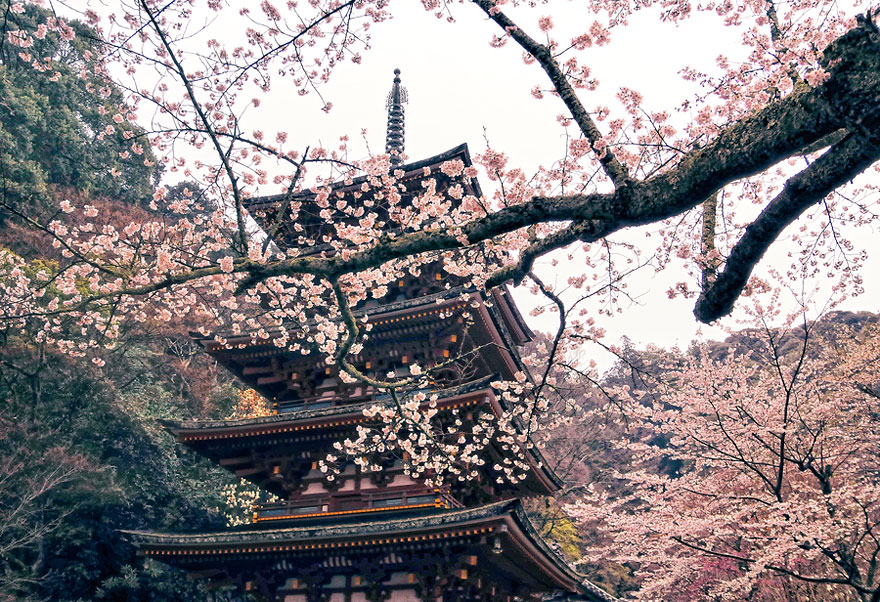 blooming-sakura-trees-2