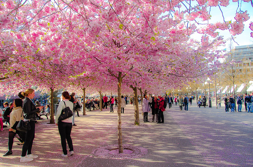 blooming-sakura-trees-3