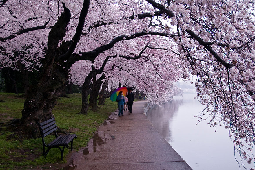 blooming-sakura-trees-7