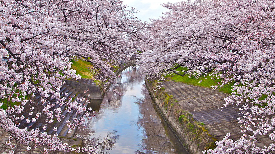 blooming-sakura-trees-8