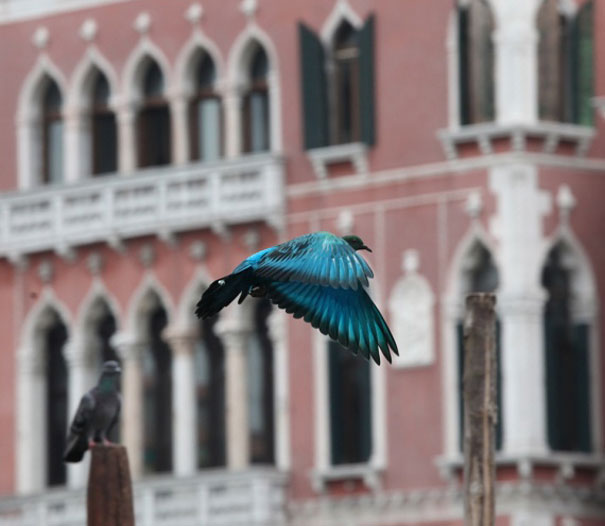 Painted Pigeons In Venice 