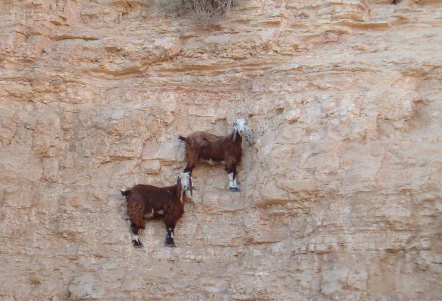 These 36 Goats On Cliffs Don't Know What Fear Is