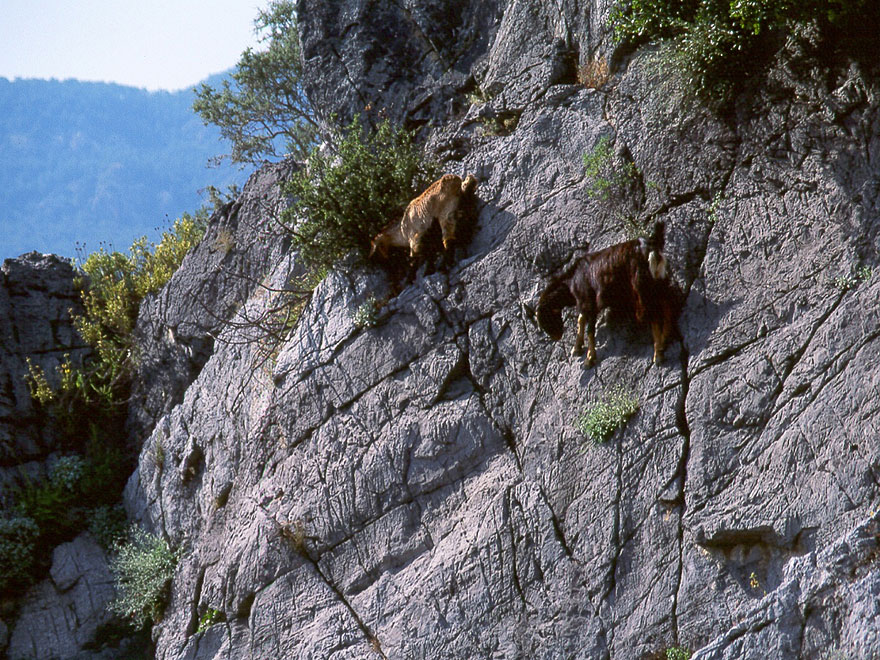 These 36 Goats On Cliffs Don't Know What Fear Is