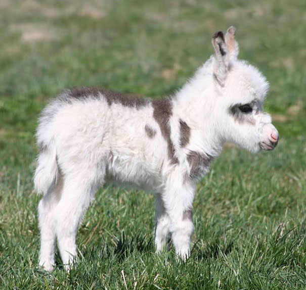 20 More Baby Animals That'll Make You Say ‘Aww’