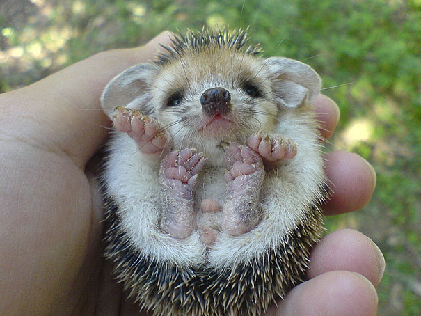 30 Baby Animals That Will Make You Go Aww Bored Panda