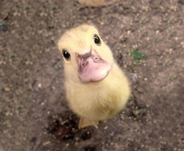 30 Cute Baby Animals That Will Make You Go ‘Aww’