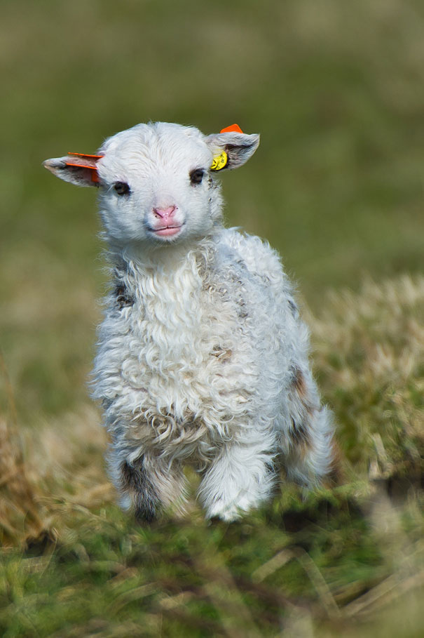 30 Cute Baby Animals That Will Make You Go ‘Aww’