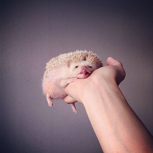 Meet Darcy, The Most Famous (Flying) Hedgehog On Instagram