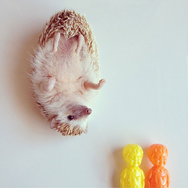 Meet Darcy, The Most Famous (Flying) Hedgehog On Instagram