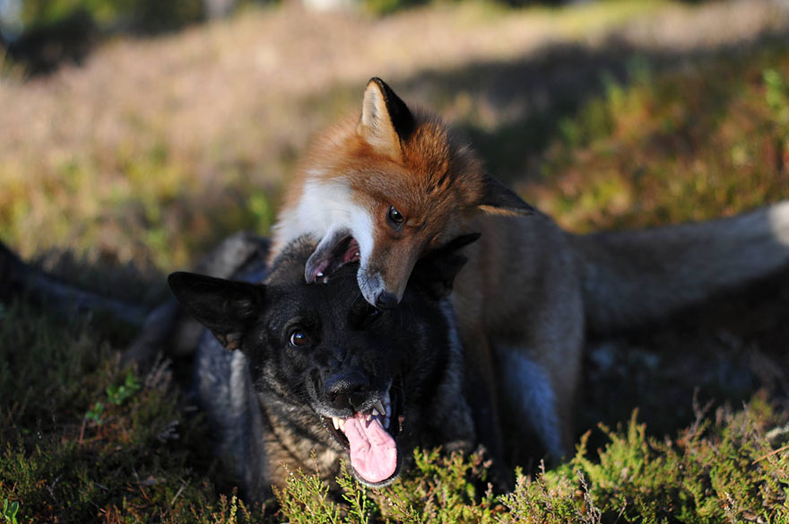 Surprising Friendship Between Norwegian Dog And Wild Fox