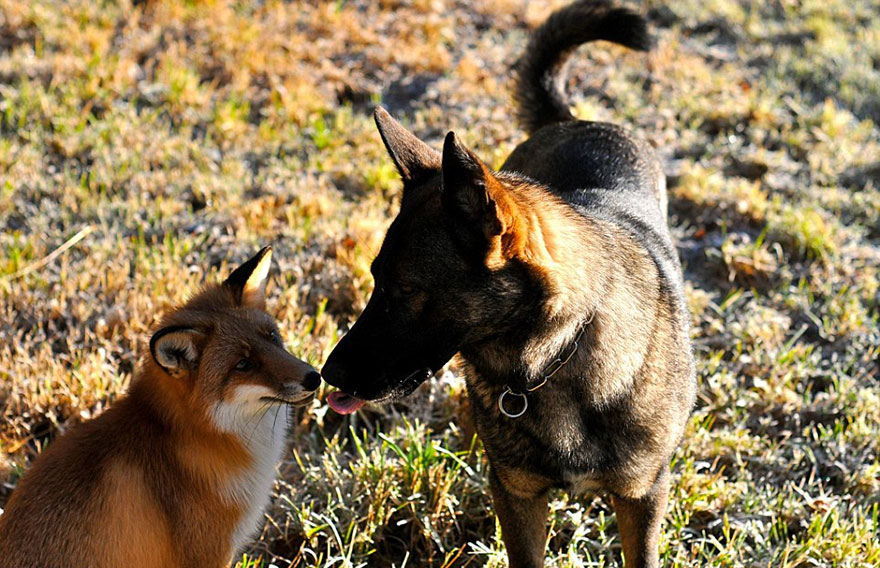 Surprising Friendship Between Norwegian Dog And Wild Fox
